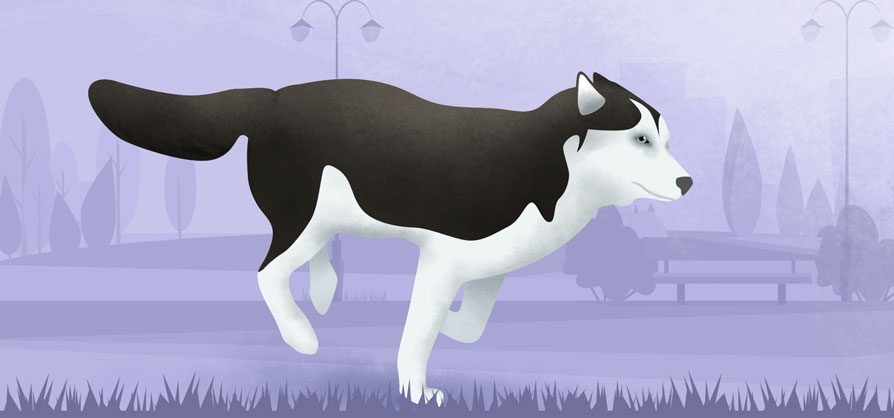 Todo lo que necesitas saber del husky siberiano