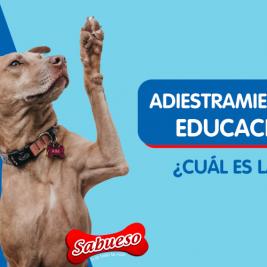 Adiestramiento, etología y educación canina: ¿cuál es la diferencia?
