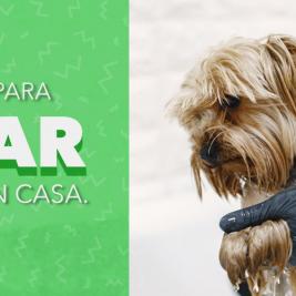 Consejos para bañar a tu perro en casa.